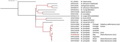 Genomics insights into a Mycobacterium pinnipedii isolate causing tuberculosis in a captive South American sea lion (Otaria flavescens) from Italy